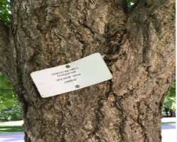 The department has labeled and mapped the trees for easy identification The department has labeled and mapped the trees for easy identification.